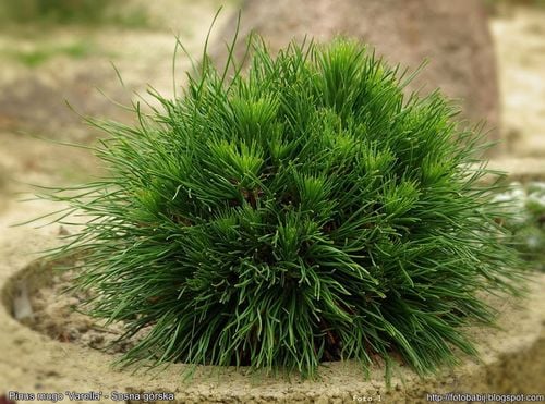 Sosna górska VARELLA C2 na Arena.pl