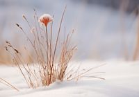 Plakat 100x70cm Zima w Detalach