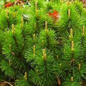 P9 SOSNA GÓRSKA KOSODRZEWINA PUMILO KRZEWY24