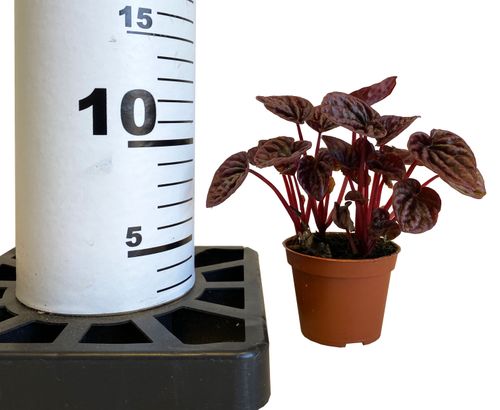 Peperomia RED LUNA 12 cm na Arena.pl
