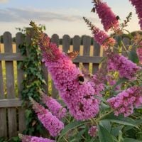 BUDLEJA DAWIDA PINK DELIGHT RÓŻOWA KRÓLOWA MOTYLI