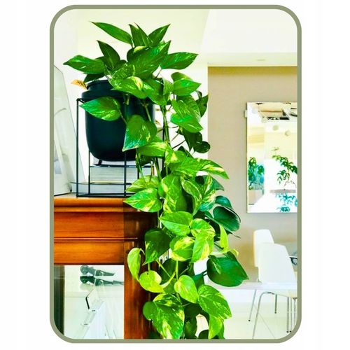 Epipremnum Aureum ZŁOCISTE Przebarwienia PNĄCZE Łatwa Uprawa Sercowate na Arena.pl