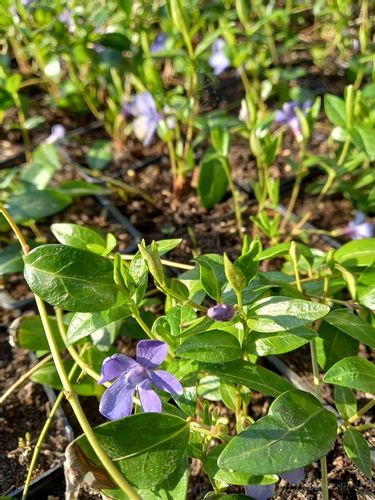 Barwinek pospolity zimozielona bylina okrywowa na Arena.pl