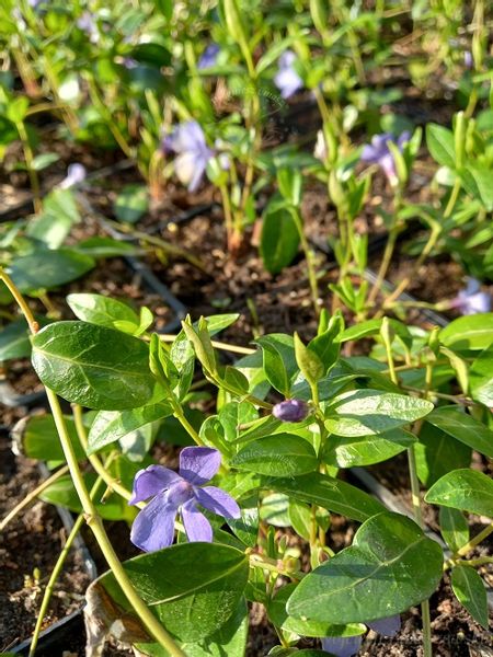 Barwinek pospolity zimozielona bylina okrywowa zdjęcie 4