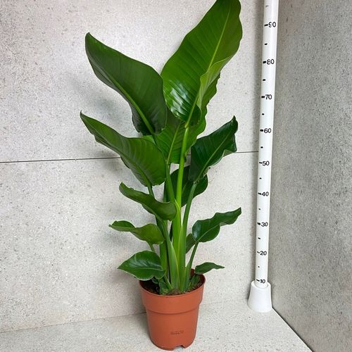 Strelitzia Nicolai Strelicja Biała Rajski Ptak XL na Arena.pl