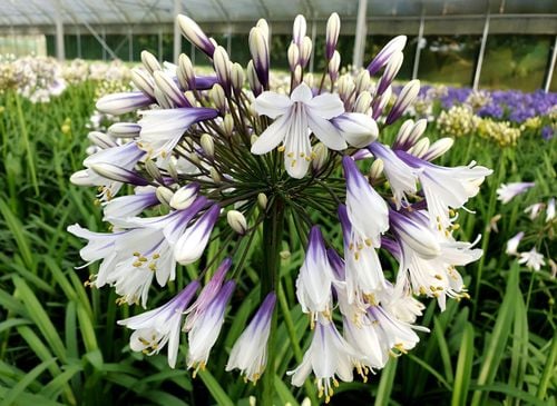 Lilia Agapant Fireworks P9 na Arena.pl