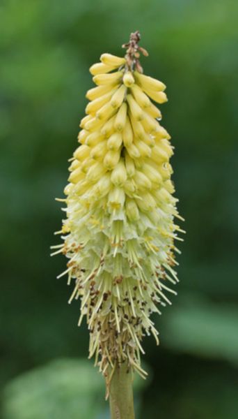 TRYTOMA CYTRYNOWA Kniphofia - sadzonki w don. na Arena.pl