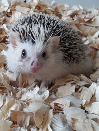 Bezpyłowe trociny ProBioBED Plus dla gryzoni jeży kur koni królika - 250 l na Arena.pl