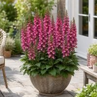 Naparstnica Digiplexis Berry Canary PBR Digitalis sadzonka