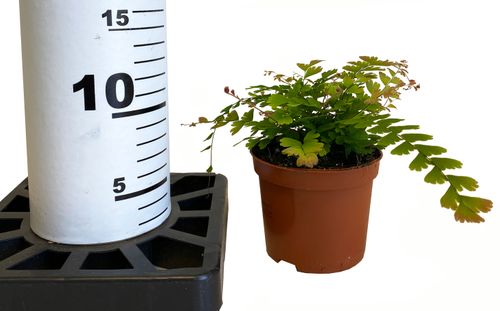 PAPROĆ ADIANTUM CAUDATUM 10cm na Arena.pl