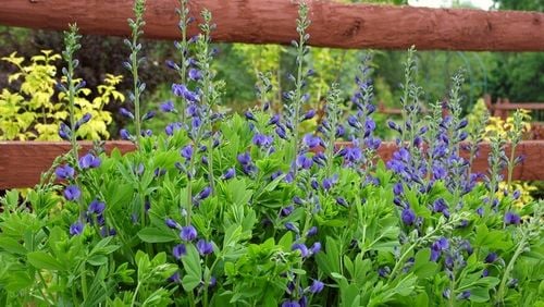 Baptysja Błękitna Bylina DŁUGOWIECZNA Mrozoodporna -35 Stopni Sadzonka na Arena.pl