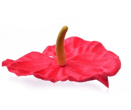 Anturium czerwone na Arena.pl