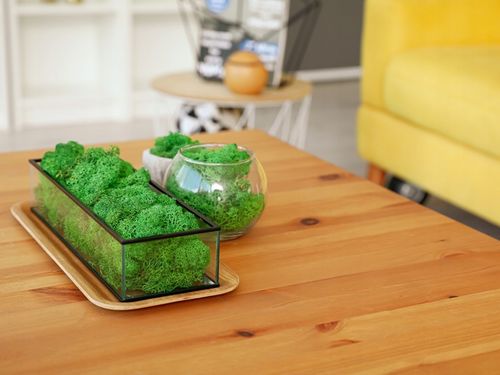 Mech CHROBOTEK RENIFEROWY fiński 500g ŚCIÓŁKA jasno zielony na Arena.pl