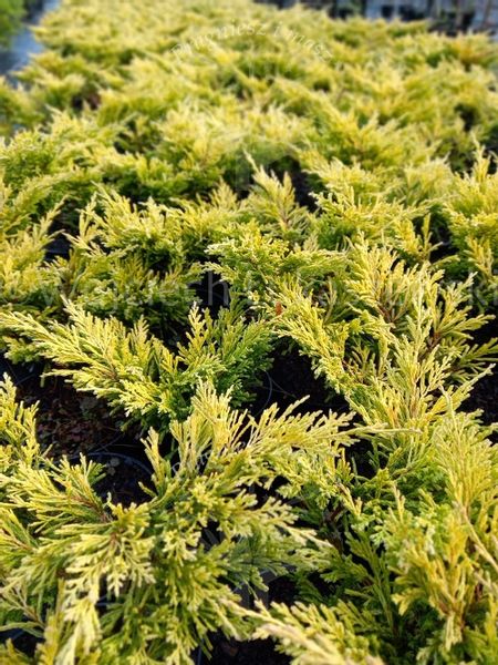 Jałowiec płożący Limeglow wrzosowisko skalniak zdjęcie 3