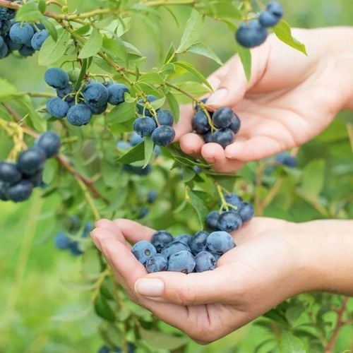 ZIEMIA PODŁOŻE DO BORÓWKI Z NAWOZEM KWAŚNA TORF ROŚLIN KWASOLUBNYCH na Arena.pl
