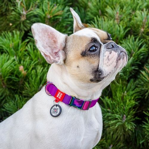 Collar Waudog Recycled Obroża Nylonowa Z Qr-Paszportem, Gradient Xl 25Mm na Arena.pl