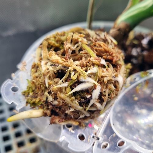 Mech Torfowiec SPHAGNUM 5L Podłoże do Ukorzeniania na Arena.pl