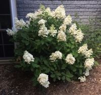 HORTENSJA BUKIETOWA Baby Lace - sadzonki w don.