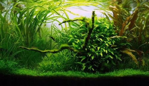 GLINA MIELONA AKWARYSTYCZNA podłoże Akwarium 15KG na Arena.pl