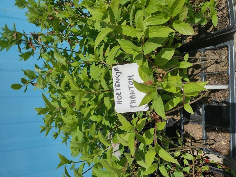 Hortensja Bukietowa Phantom 15-30cm Najpiękniejsza na Arena.pl