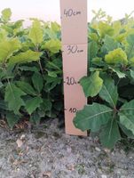 DĄB CZERWONY sadzonki 15-30 cm 100 sztuk