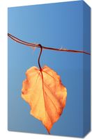 Obraz 30x50cm Ostatni Liść