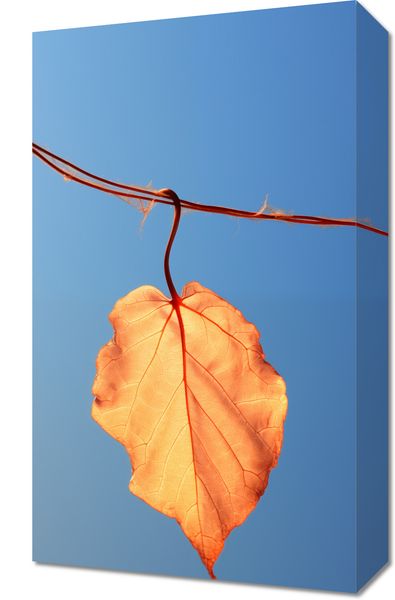 Obraz 30x50cm Ostatni Liść zdjęcie 1