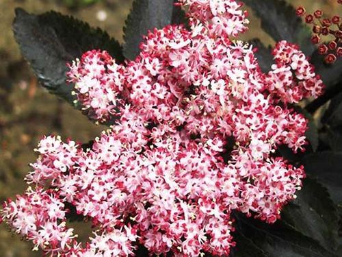 Bez kolumnowy Black Tower ® P9 E na Arena.pl