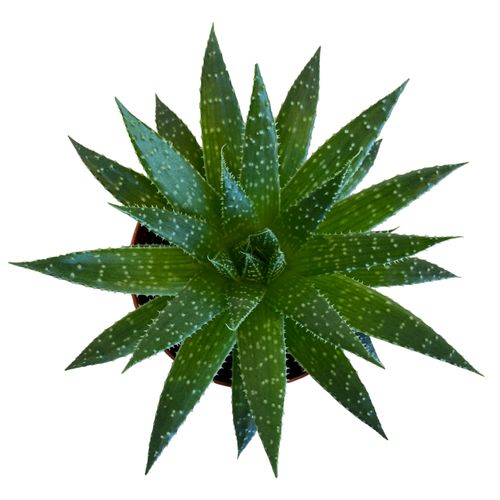 ALOES ARISTATA CLOCK BUY 10 cm na Arena.pl