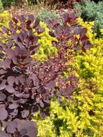 Perukowiec Lilla karłowa odmiana