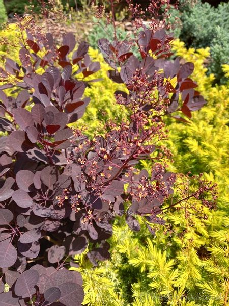 Perukowiec Lilla karłowa odmiana zdjęcie 1