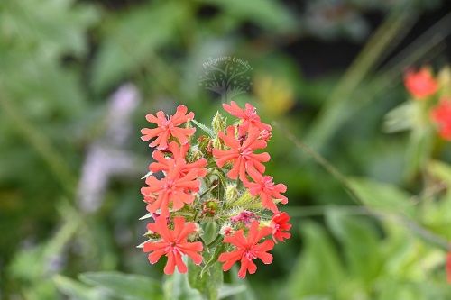 Firletka chalcedońska sadzonka skalniak bylina na Arena.pl