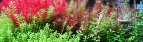 Twinstar CO2 diffuser M na Arena.pl