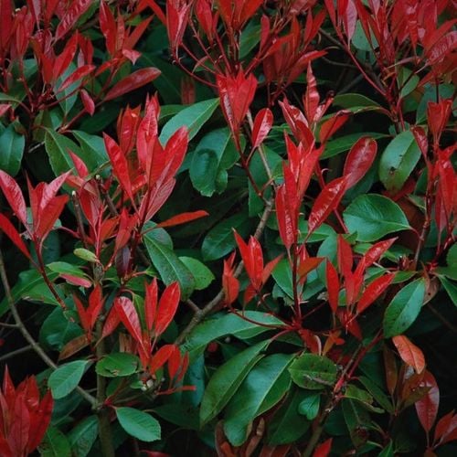 Głogownik Red Robin Fraseri Photina sadzonki 40-70 cm na Arena.pl