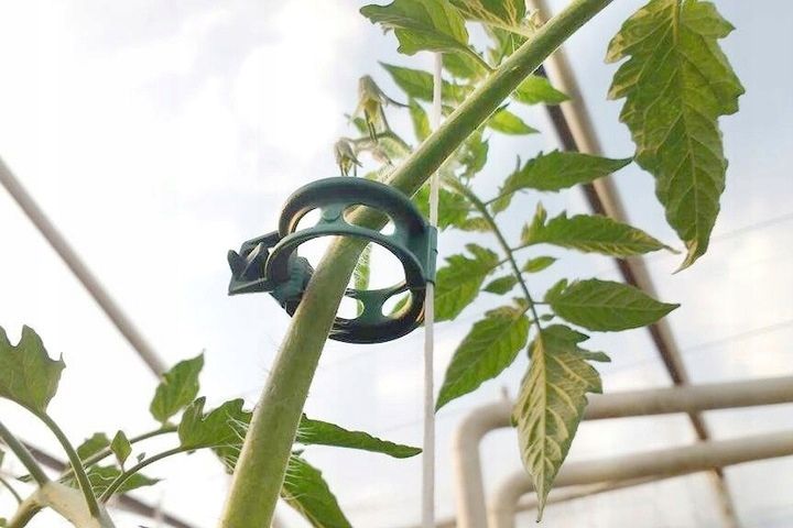 NATURALNY NAWÓZ DO POMIDORÓW I ZIÓŁ Z SZNUREK 250m Z 100x KLIPS ZAPINKA zdjęcie 7