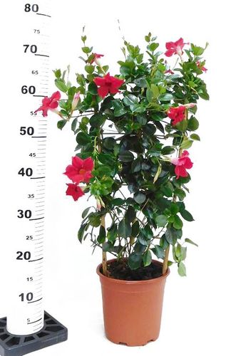 SANDEVILLA (SUNDAVILLE)  czerwona  70 cm na Arena.pl