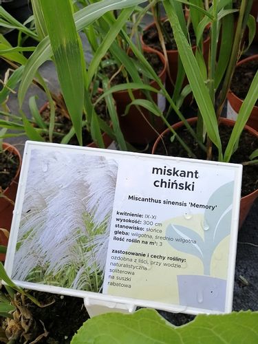 Miskant chiński Memory na suche bukiety na Arena.pl