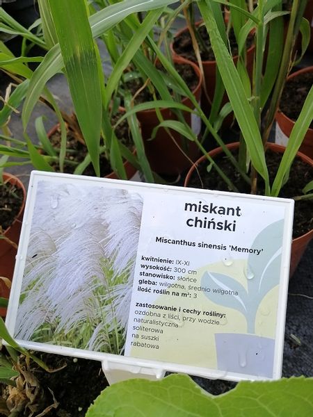 Miskant chiński Memory na suche bukiety zdjęcie 2