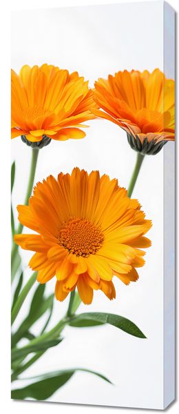Obraz 40x100cm Słoneczne Kalendule zdjęcie 1