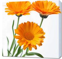 product-compare-59491297