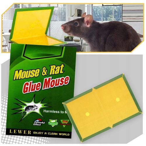 LEP NA MYSZY SZCZURY PUŁAPKA 60x ŁAPKA MYSZOŁAPKA SILNY MOCNY KLEJ na Arena.pl