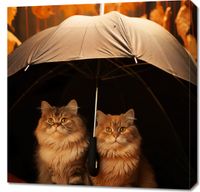 Obraz 70x70cm Jesienny Koci Schron