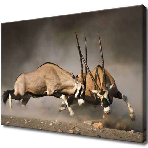 Obraz 70X50 Starcie Oryksów na Arena.pl