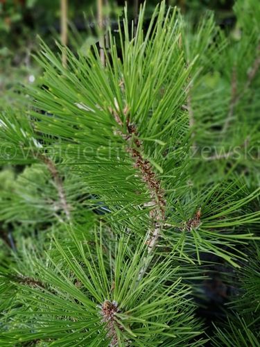 Sosna bośniacka rzadkie drzewo na Arena.pl