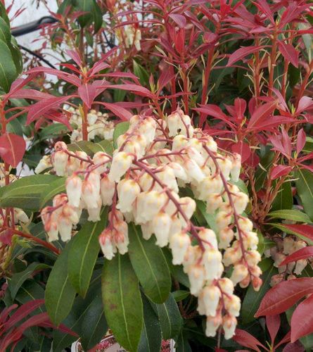 Pieris Mountain Fire P9 na Arena.pl