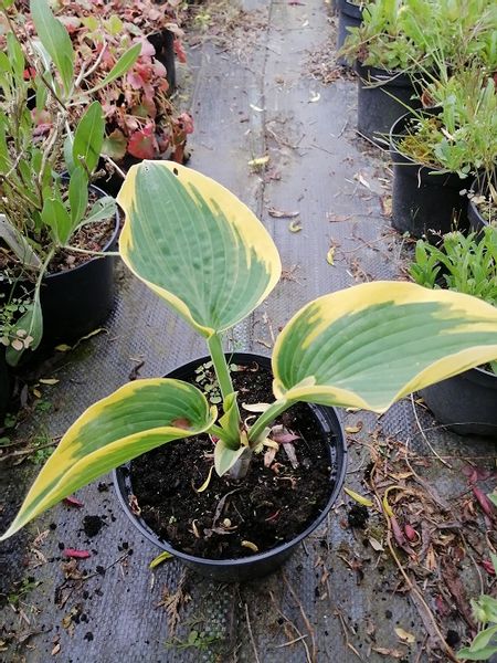 Funkia First Frost hosta ozdobne liście zdjęcie 5