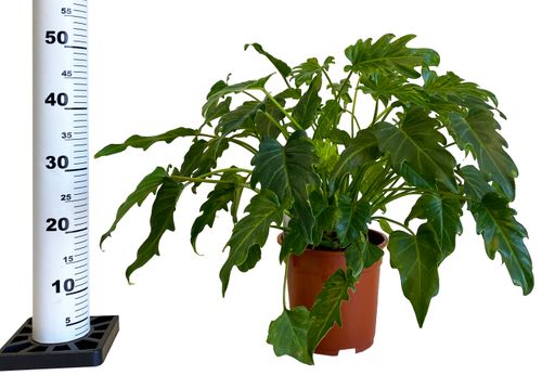 Filodendron XANADU (PHILODENDRON) 50 cm na Arena.pl