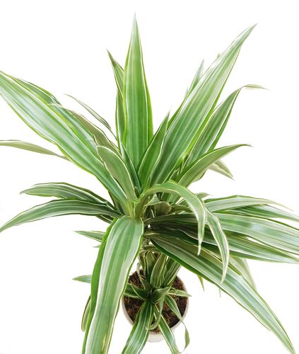 DRACENA WARNECKI 70cm na Arena.pl