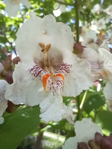 Katalpa zwyczajna surmia bignoniowa sadzonka na Arena.pl