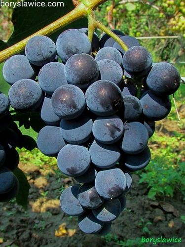 Winorośl 'Concord' (Vitis) w doniczkach P11, wysokość 50-70 cm na Arena.pl